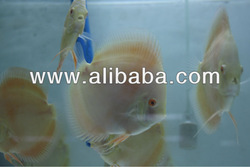 Albino millenium golden AAA grade