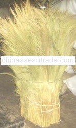 Grass broom raw material