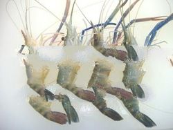 Fresh Water Prawn