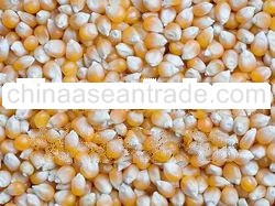 Yellow corn\maize