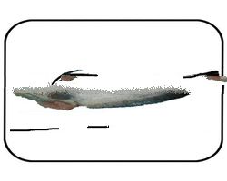 Boal Fish Gutted - Wallago attu