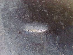 925 Sterling Silver Endcap 4x30 Hammer Bead Finished