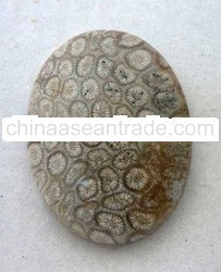 n fossil coral cabochon
