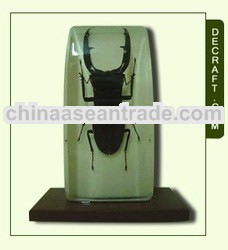 Beetle Desk Decoration