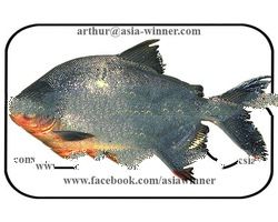 Pacu (Piriactus branchpomum)