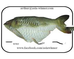 Carfu GGS (Cyprinus carpio)