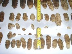 Dried sea cucumber ( Hanginan )