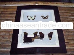 frame real butterflies