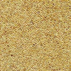 White Proso Millet