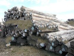 Sell Timber And Other Funished Wood-based Product