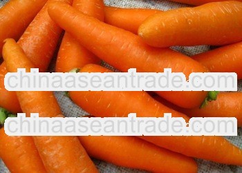 lowest price from factory / New 2013 fresh carrot /