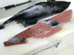 Tuna, Tuna Loins, Fresh Tuna, Yellow Fin Tuna, Chilled Tuna