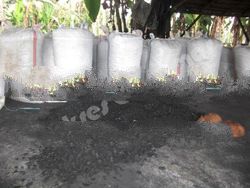 Coconut Charcoal Processed