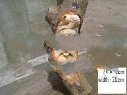 wood primitive asmat