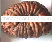 21 mukhi Rudraksha Bead