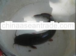 Live Catfish