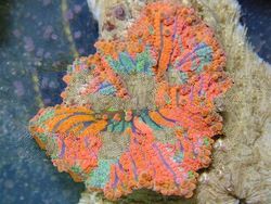 Corals,
