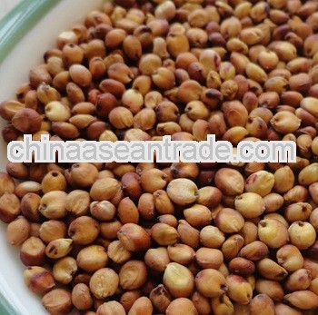 make wine sorghum grain sorghum for sale
