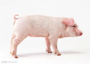 manufacturer price Zinc oxide ZnO animal feed grade CAS 1314-13-2