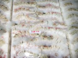 Black Tiger Head Less Shrimp