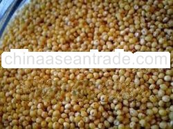 YELLOW / PEARL / WHITE / RED MILLET