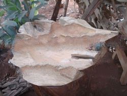 teak root decoration