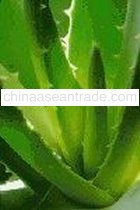 Aloe Vera Gel Saps