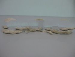 Bird Nest after processed - 2