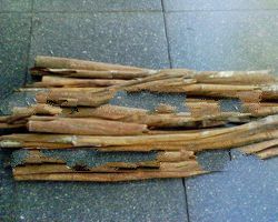 Cinnamon Stick