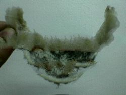 Unprocessed White, Yellow And Red House Bird Nest