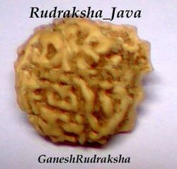 Rudraksha Java Ganesh Bead
