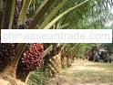 Crude Palm Oil (CPO) from Indonesia DIRECT FROM MILLER for SERIOUS BUYERS only