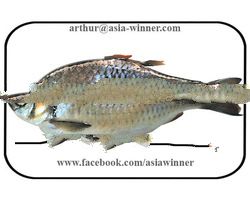 PUTI Back Gutted (Puntius sarana)