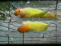African Opaline Birds