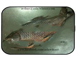 Rohu Gutted (Labeo rohita)