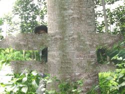 Hibiscus Wood