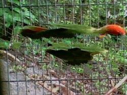 African Opaline Birds