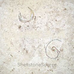 Shellstone Premium Tiles 40cm x 40cm