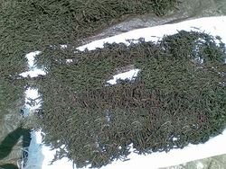 THE BEST QUALITY LONG PEPPER ORIGIN INDONESIA ( 2 - 3 U$/KG )