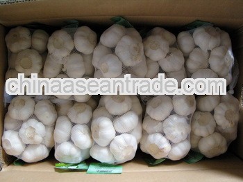 natural garlic from china