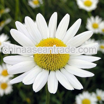 natural plant Chamomile extract Powder