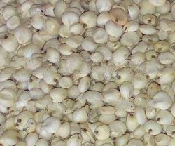 White Sorghum