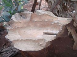 teak root decoration