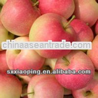 new crop fresh China red gala apples for sale