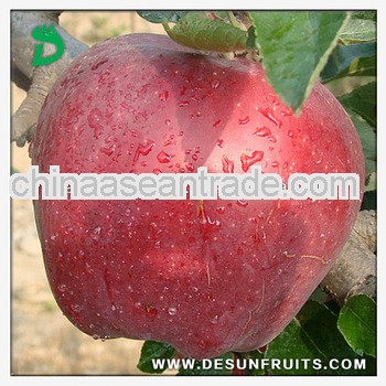 new crop fresh red delicous sweet crispy health Tianshui huaniu apple