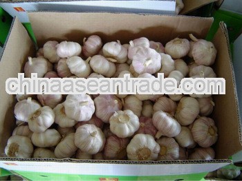 new crop garlic 5.0-6.0