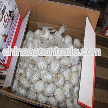 new crop garlic ,direct garlic supplier