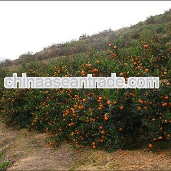 new crop nanfeng mini mandarin
