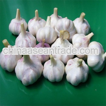 new crop normal white garlic/fresh pure white garlic