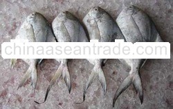 White Pomfret